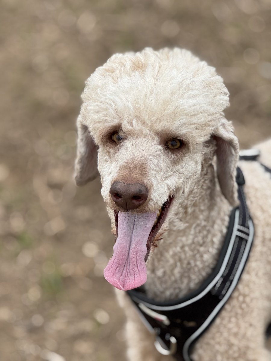 MinsterMutts tweet media