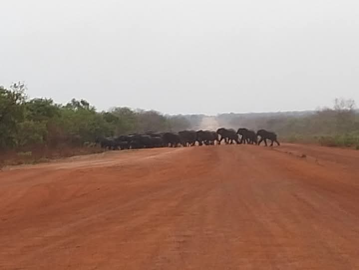 The amazing scene of a herd of elephants crossing the highway in Lakes state yesterday was taken by the passer-by.

📸 Matur