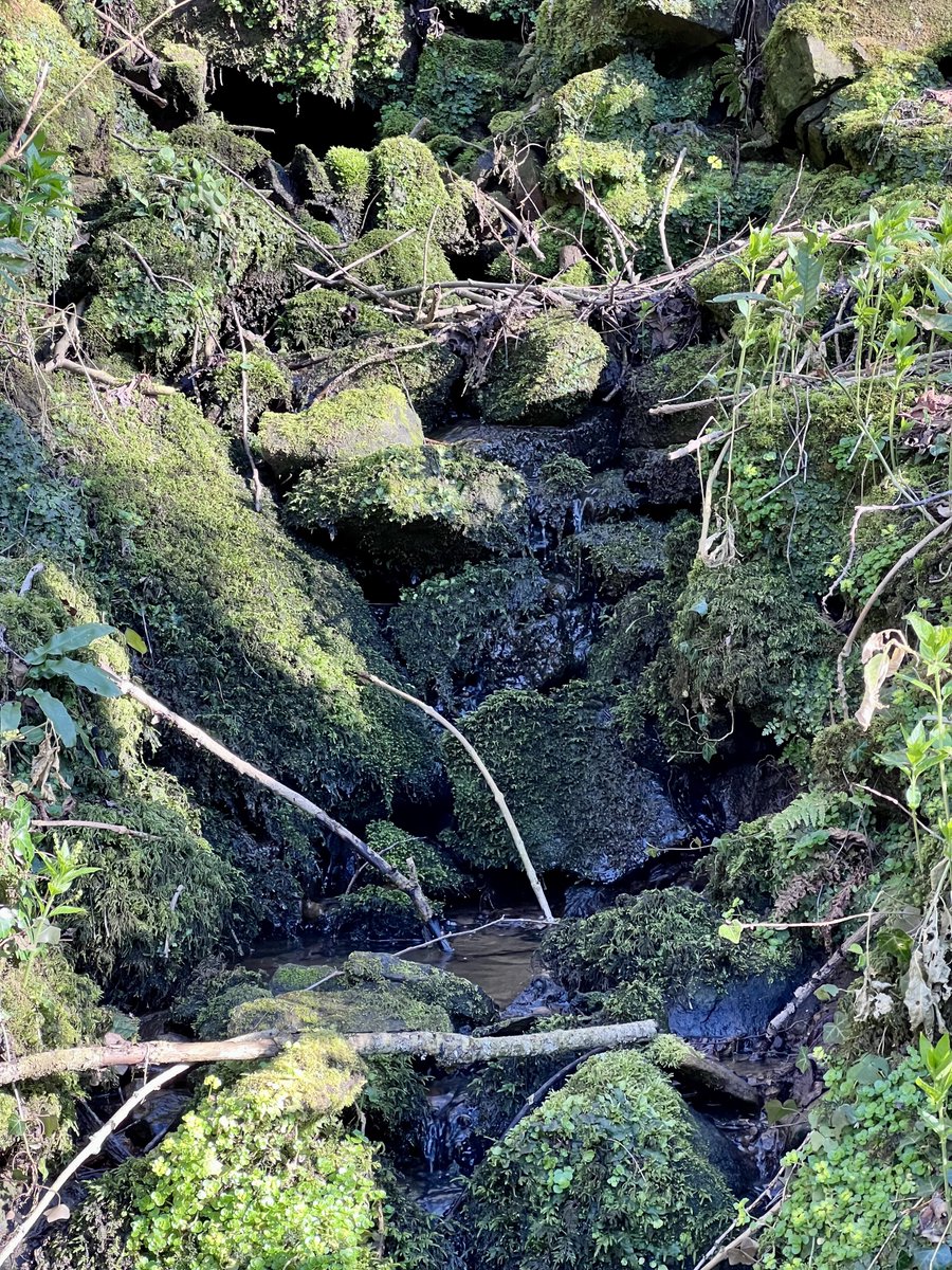 MoorsClues's tweet photo. A hidden stream in the North York Moors 🌊 Moss on rocks points north—nature’s compass! Streams like this lead downhill, guiding your way. #MoorsClues #NatureSigns #TristanGooley https://t.co/5cjFcT0pz3