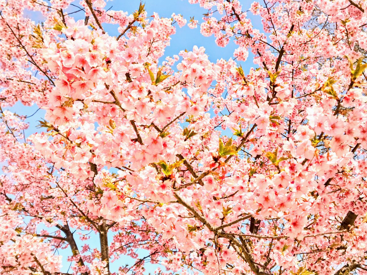 おはようございます。春分の日です。昨日の雷鳴と雹、雪から一転、陽に転じていきます。世の中も暗闇が照らされてリセットしていきますように。
今日も良い一日を🌸