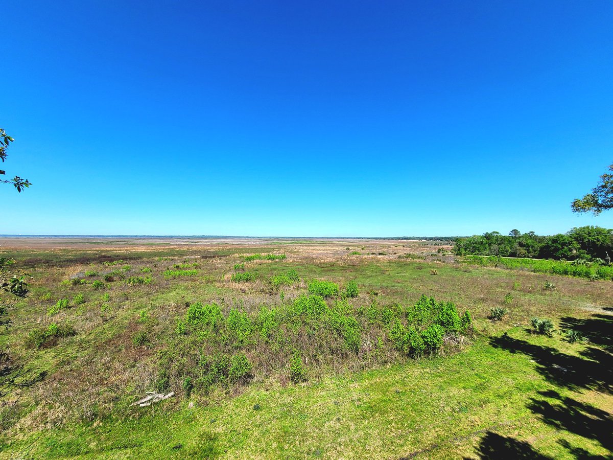 UpandGo23's tweet photo. Paynes Prairie Preserve State Park, home to wild-roaming bison and horses. In Florida. Yes, you read that right! https://t.co/ZNxDK2AKhR