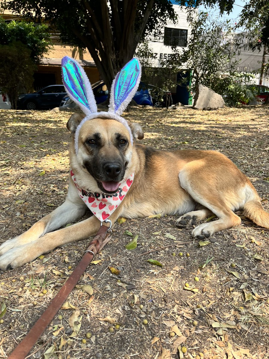 HELA_MORE's tweet photo. Hola! Soy Mila,una perrita rescatada.

Desde hace más de 3 años estoy en busca de una familia,pero nadie me quiere adoptar.🥺

Soy muy linda y noble estoy segura que junto a ti sería muy feliz 💜

Dame una oportunidad,estoy en CDMX. https://t.co/CkHG5qeCbz
