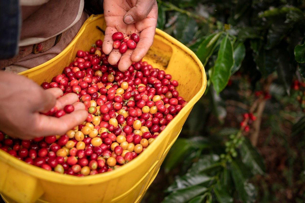 sogno_si's tweet photo. Climate change is reshaping Sicily. Warmer temperatures are leading to a boom in tropical crops like mangoes, avocados, and even coffee! 🤯 With yields increasing, is Italy poised to join the ranks of coffee-producing nations? It's a fascinating shift. What are your thoughts? https://t.co/fW47nm3r2A