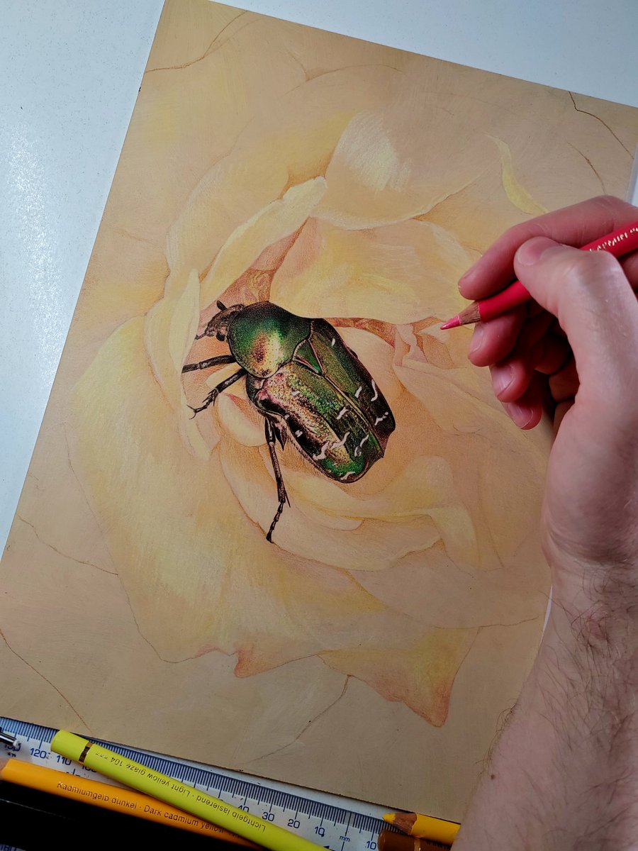 Cetonia aurata, work in progress