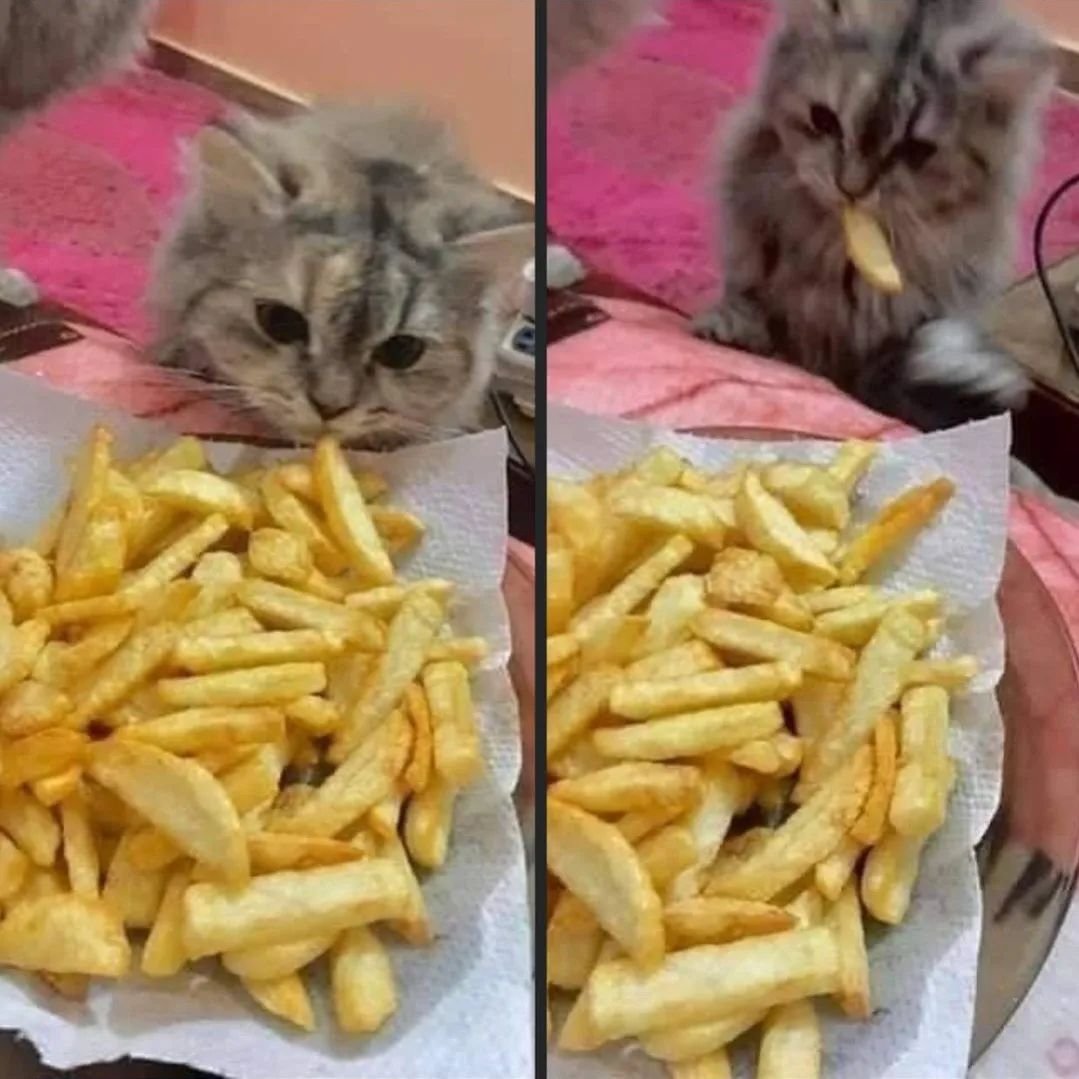 PunchingCat's tweet image. 