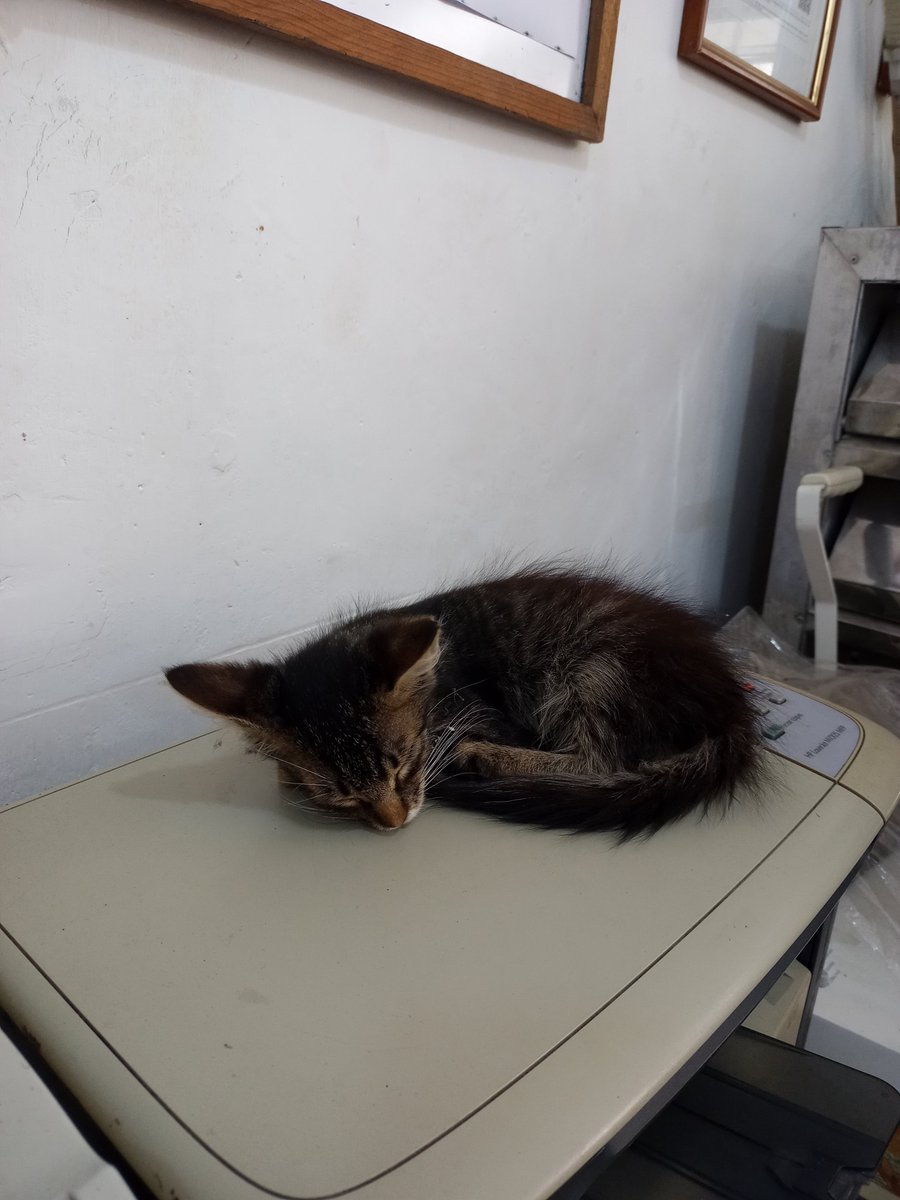 Keydervix's tweet image. Quiero presumir el gato de mi vecina... Lo he devuelto 10 veces hoy y siempre regresa ☺