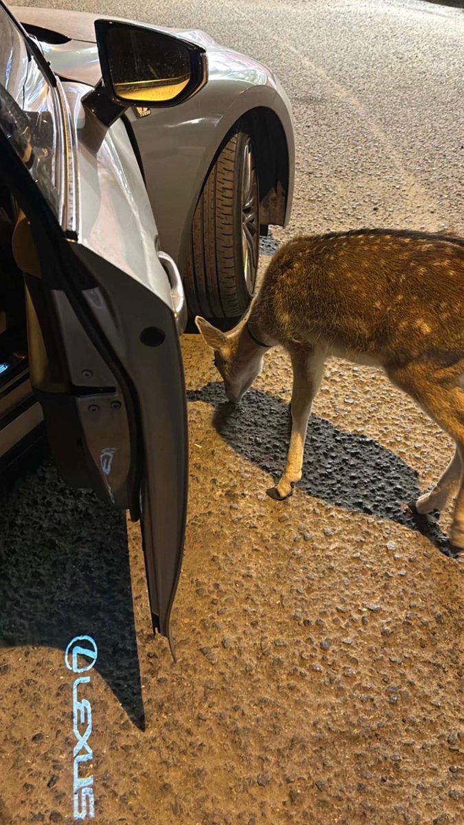 ِ (@vscokuwait_) on Twitter photo 