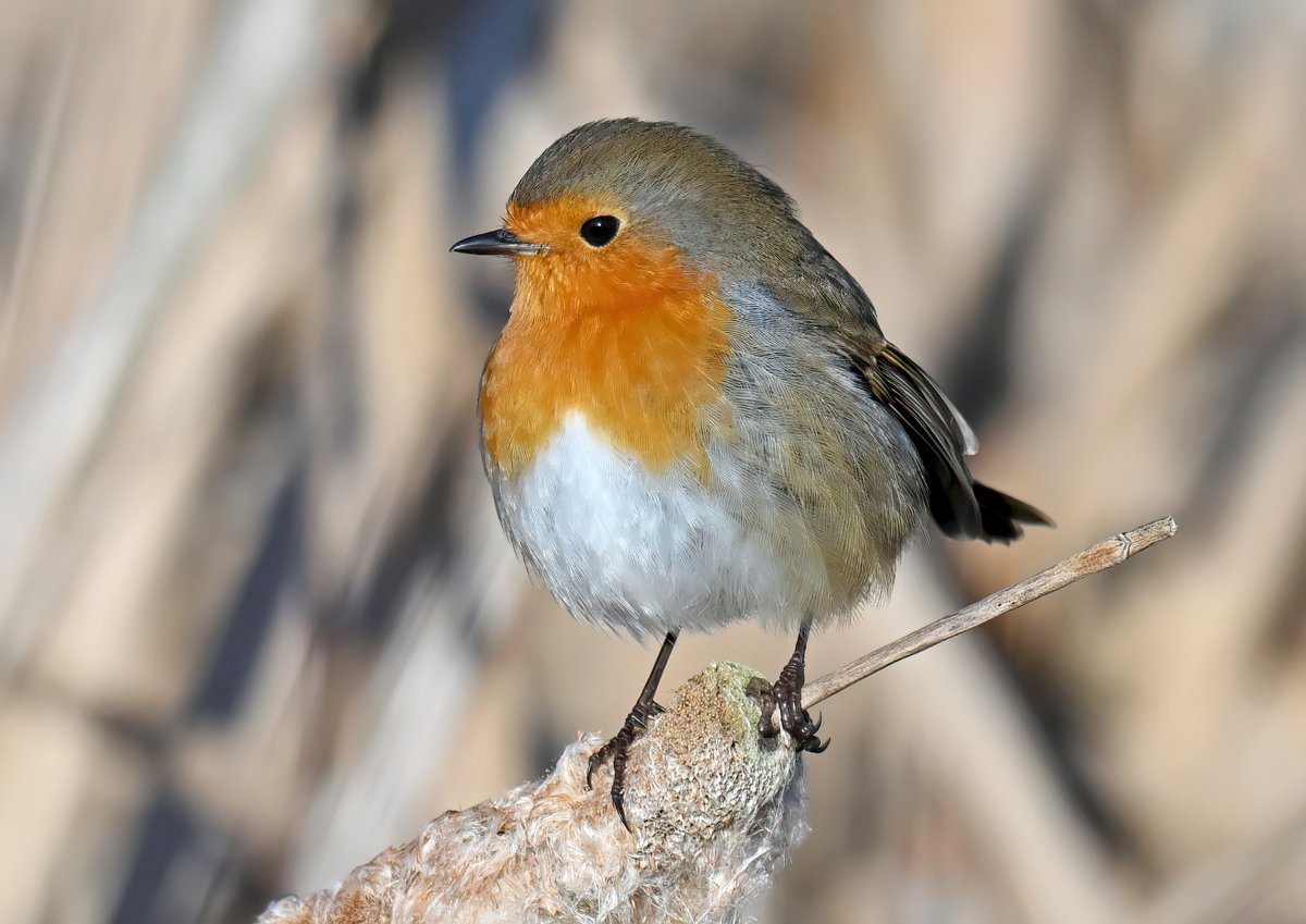 CarlBovisNature's tweet photo. How much love do you have for the European Robin? 🐦 https://t.co/HKUdUbHz8A