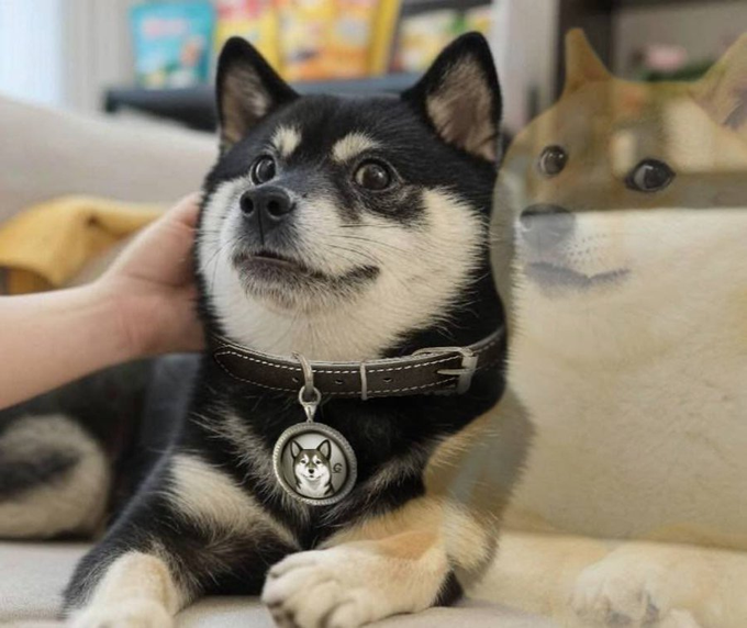 Eduardo04668352's tweet image. Cocoro is family. Cocoro is life.           
Cocoro is about giving back.                      

Do Only Good Everyday &amp;lt;3                

Coco is sister of Neiro and Doge, the Black Shiba       
$COCORO @Cocoro_Erc20