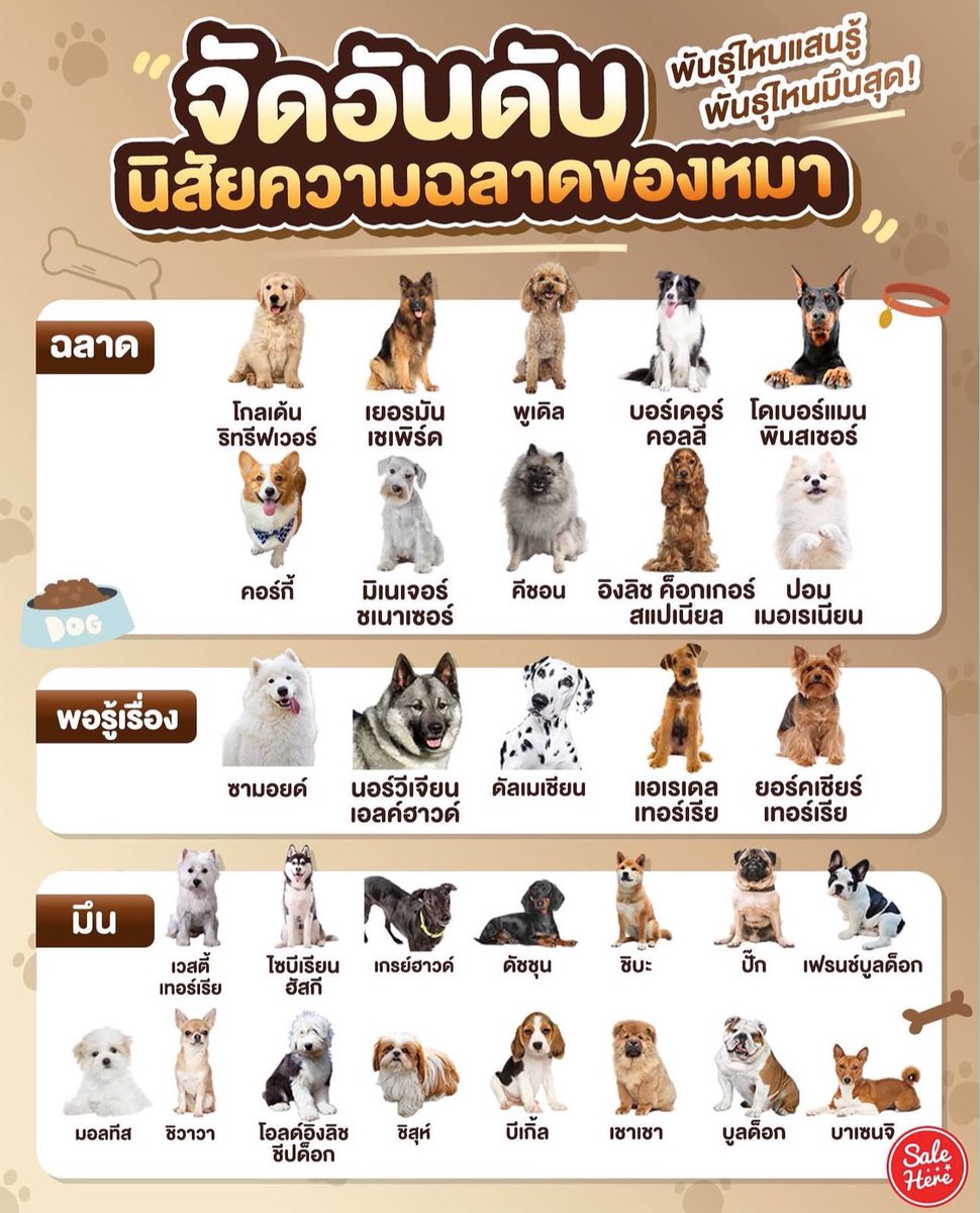 psmark1821's tweet image. แปะไว้ค่ะ สรุปฉลาดกว่ากู จบ🤣🤣🤣