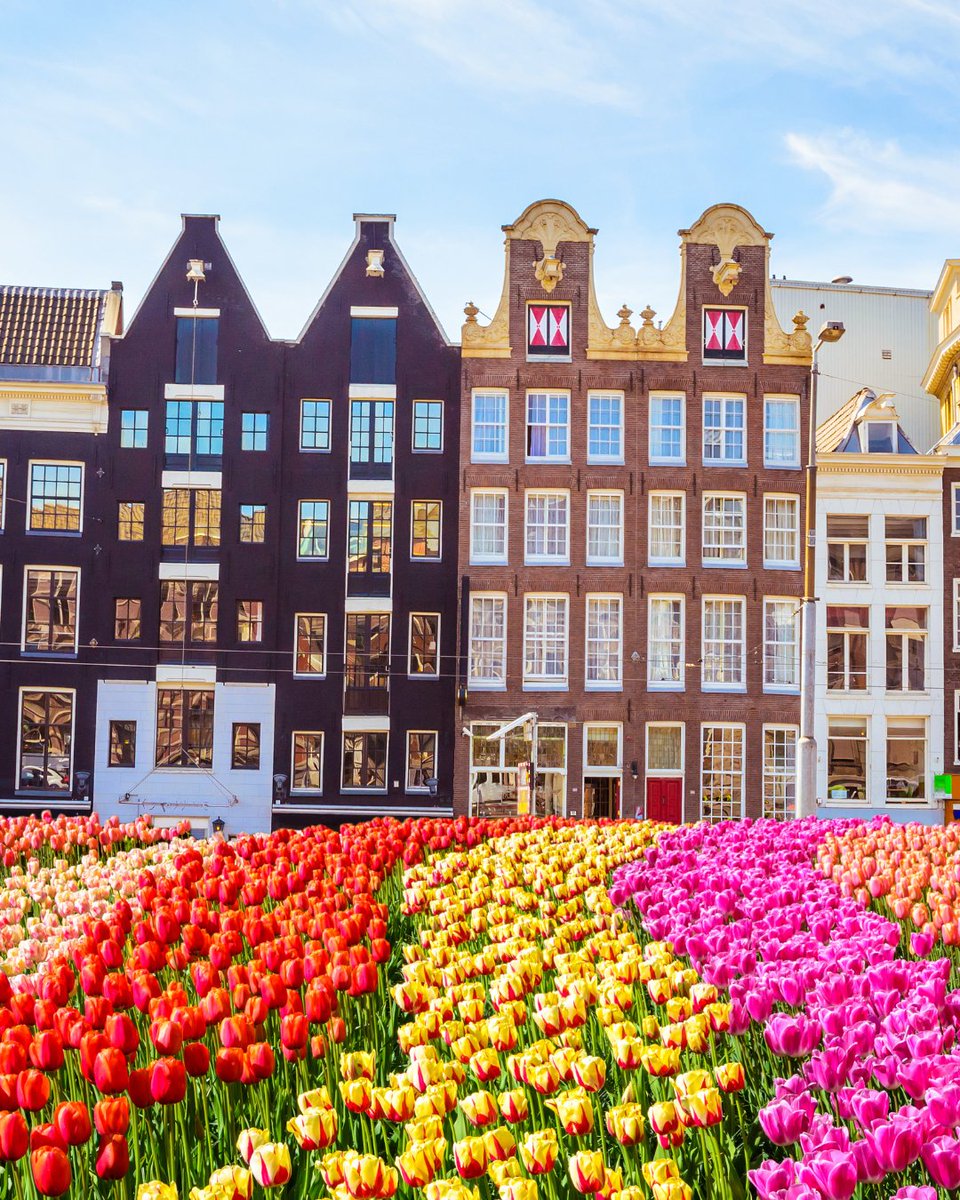 MIÉRCOLES DE MISTERIOS especial #primavera 🌷
📍Países Bajos
¿Imaginas pagar una hipoteca con tulipanes? En el siglo XVII, en los Países Bajos, los bulbos llegaron a costar lo mismo que una casa. ¡Alucina! 🤯
A este efecto se le conoce como la 'Tulipomanía'.