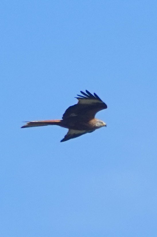 Andy Hill (@sheffandy) on Twitter photo A Red Kite heading south over Kilnsea this morning <a href="/spurnbirdobs/">Spurn Bird Observatory</a> managed to avoid the unwanted attention of a sparrowhawk and several carrion crows en route. #spurnbirds #kilnsea A Red Kite heading south over Kilnsea this morning <a href="/spurnbirdobs/">Spurn Bird Observatory</a> managed to avoid the unwanted attention of a sparrowhawk and several carrion crows en route. #spurnbirds #kilnsea