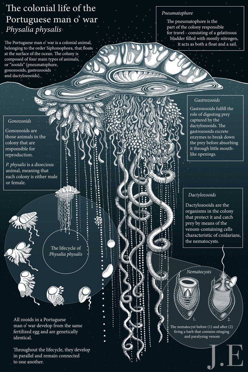 An infographic I made, portraying the interesting life of the Man ‘o War that won in the FlIN contest!
.
etsy.com/shop/Roughforr…

.
#oceanart #infographic #marinebiology #conservation #wildlife #oceananimals #sciart #scicomm #scienceandart #scientificillustration #haeckel
