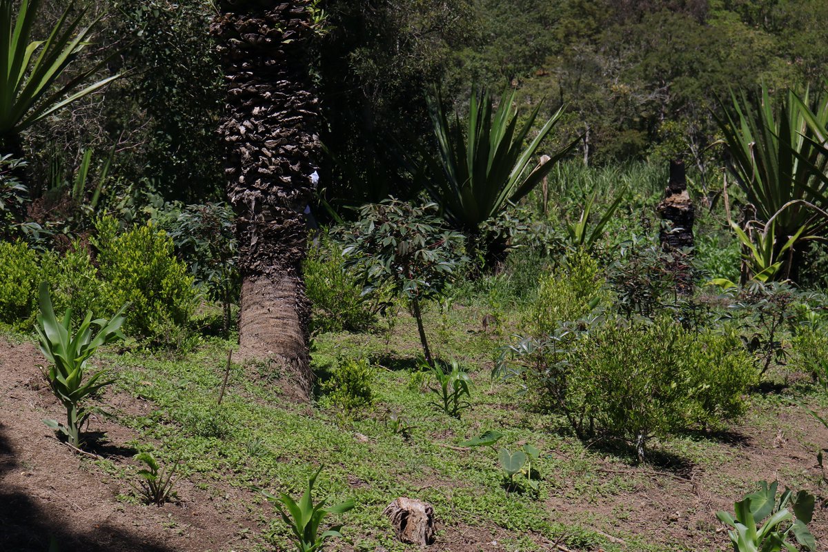 Que gran honor poder presentar nuestro trabajo sobre el origen y la clasificacion de la #coca junto a la inspiradora Carmen Posada y su iniciativa FuturoCoca (futurococa.com) mañana en el Real Jardin Botanico de Madrid! No se pierdan el evento (acceso gratis virtual!) 🍃