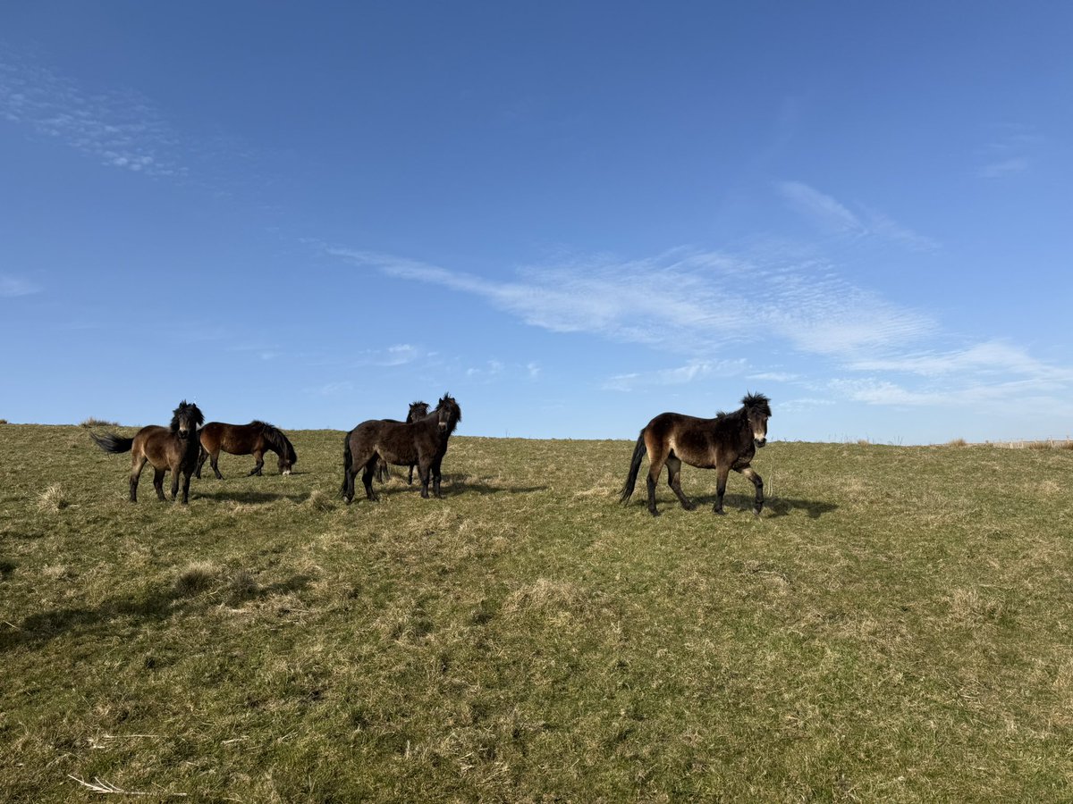 Watch <a href="/BBCNWT/">BBC North West</a> @ 18:30 to find out what these beautiful ponies are doing in Bolton🐴