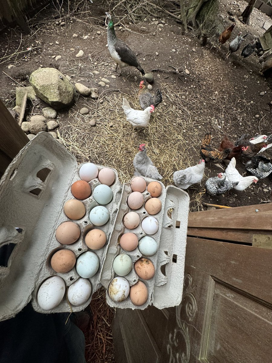 pnwguerrilla's tweet image. Revolt against the modern world. 

Acquire chickens.