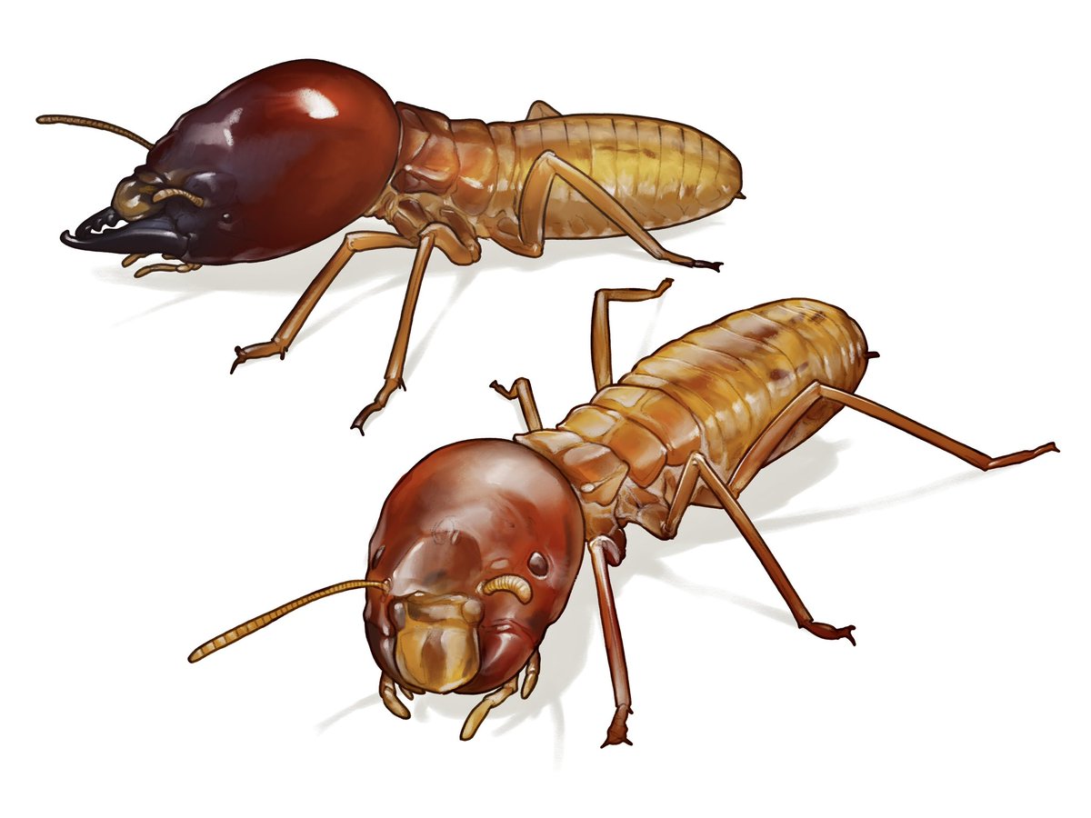 Sergio Ibarra (@theafenogaster) on Twitter photo Messor ibericus, Proatelurina, Neoasterolepisma and Microhodotermes for a study on Zygentoma diversity within nests of ants and termites. <a href="/BioJairo/">Jairo Robla</a>
#silverfish #entomology #ants #termites Messor ibericus, Proatelurina, Neoasterolepisma and Microhodotermes for a study on Zygentoma diversity within nests of ants and termites. <a href="/BioJairo/">Jairo Robla</a>
#silverfish #entomology #ants #termites
