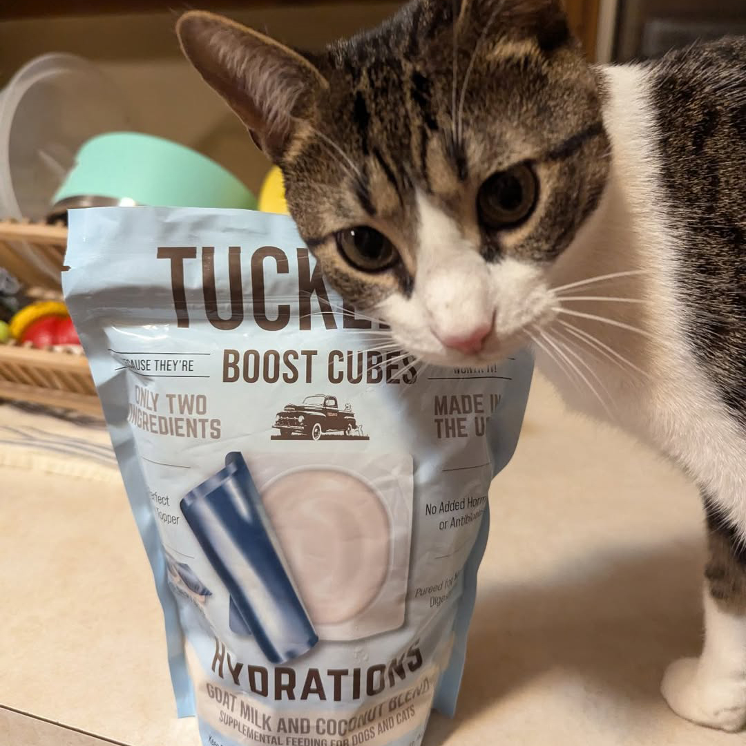 MyTuckersRaw's tweet photo. Boost Cubes aren't just for dogs. Cats love 'em, too, including this little cutie! Available in the freezer section at your local pet retailer.

#tuckersboostcubes #happydog #happycat #petsarefamily #happypet #rawfeeding #healthypets #rawpetfood #rawpetfood #wefeedraw #worthit https://t.co/udxGaJxEZ3