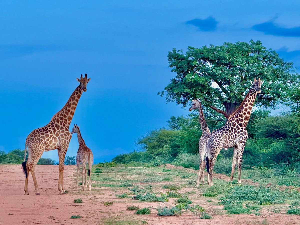 killerzivhu1's tweet photo. Exciting news! We're launching an animal breeding project at Tokwe Mukosi Dam to combat poaching &amp; preserve species. This initiative will also boost tourism! #AnimalConservation #SustainableTourism #TokweMukosi https://t.co/ZsEOUcnyPN