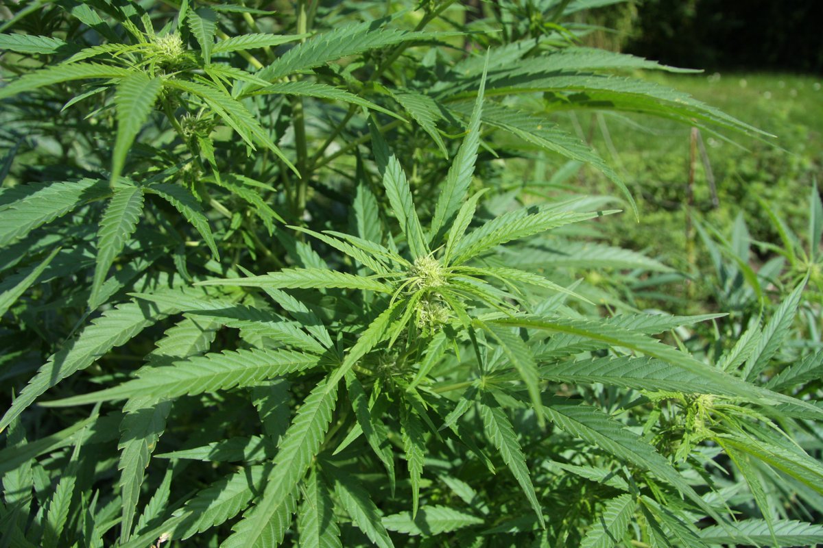EC4ES's tweet photo. Secretary of State Tobias Read on Wednesday [3/12/25] announced that he has withdrawn an Oregon Liquor and Cannabis Commission audit associated with the scandal that ended a predecessor’s political career... Shemia Fagan resigned in disgrace... La Mota... https://t.co/GgAaboYh6a https://t.co/iPwdRSKbG6