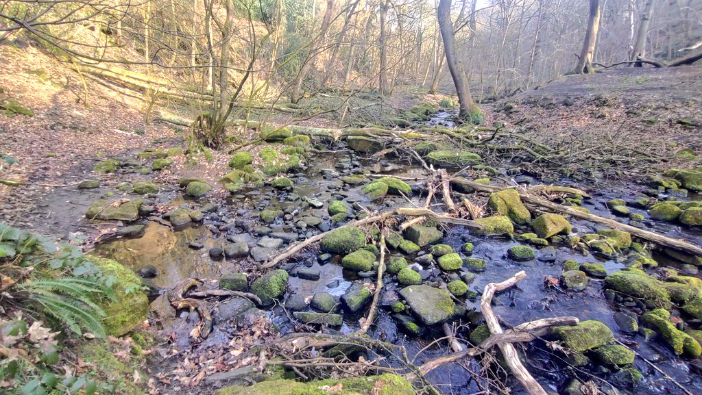 ProfJGrey's tweet image. Steering Group for #GreatYorkshireRivers today included a site visit to Hirst Mill weir &amp;amp; #rockramp #fishpassage solution but I took the opp to look at Loadpit Beck, an absolute gem of wood strewn chaos &amp;amp; character...blighted by a monstrous concrete online pond 
#NFM #WoodIsGood
