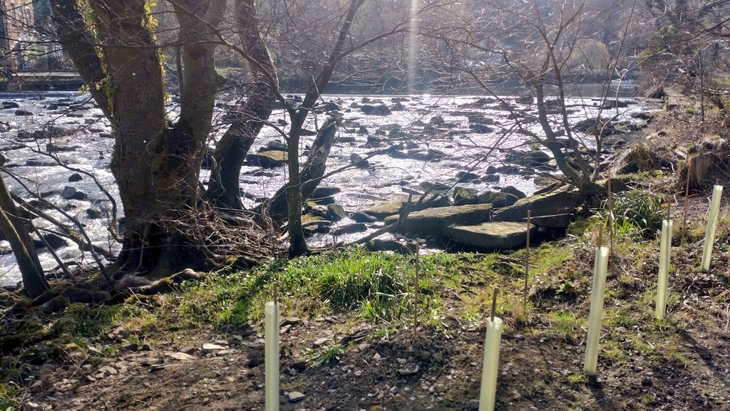 ProfJGrey's tweet image. Steering Group for #GreatYorkshireRivers today included a site visit to Hirst Mill weir &amp;amp; #rockramp #fishpassage solution but I took the opp to look at Loadpit Beck, an absolute gem of wood strewn chaos &amp;amp; character...blighted by a monstrous concrete online pond 
#NFM #WoodIsGood