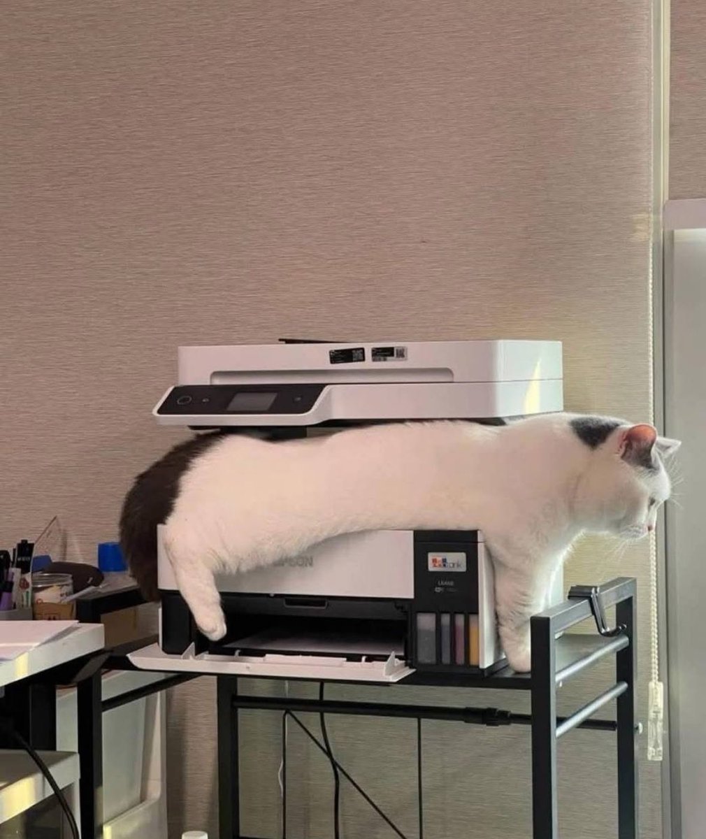 Copy cat