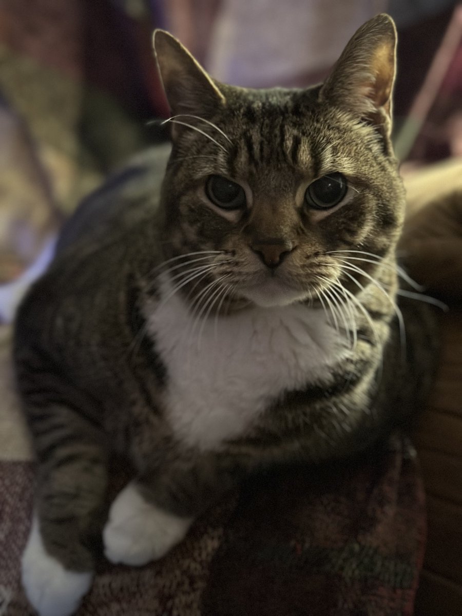 SoftestLink's tweet photo. @MajorPectorali Only as long as mine can be the Vice Cat https://t.co/VS24O39PvF