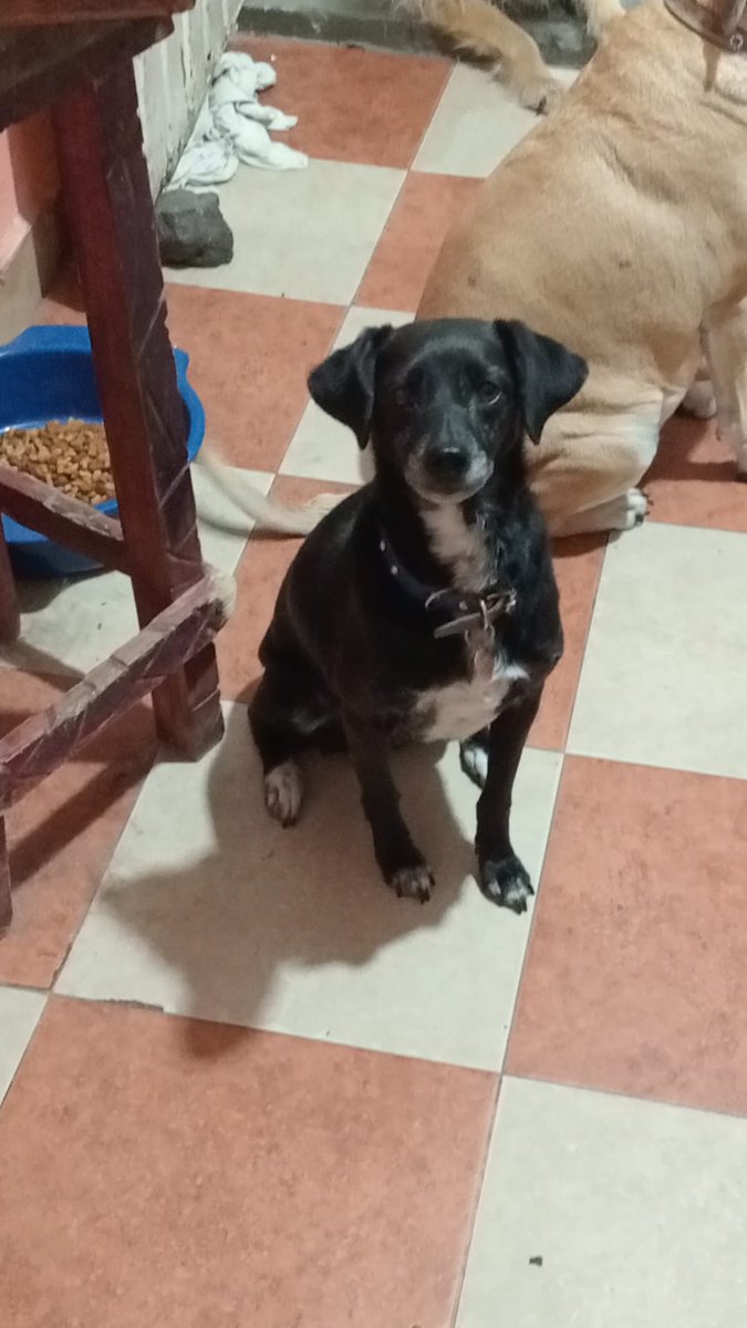 VIBRAmascotas's tweet photo. Estrellita es super bonita , pero pocas personas lo ven 😭🥺
Nadie se anima a adoptarla 😞 
Es talla chica , es amigable y tierna 
Es tranquila. Anímate a adoptarla 
Wats 5548724347
#CiudadDeMéxico #Comparte https://t.co/0Wi05VuIX7