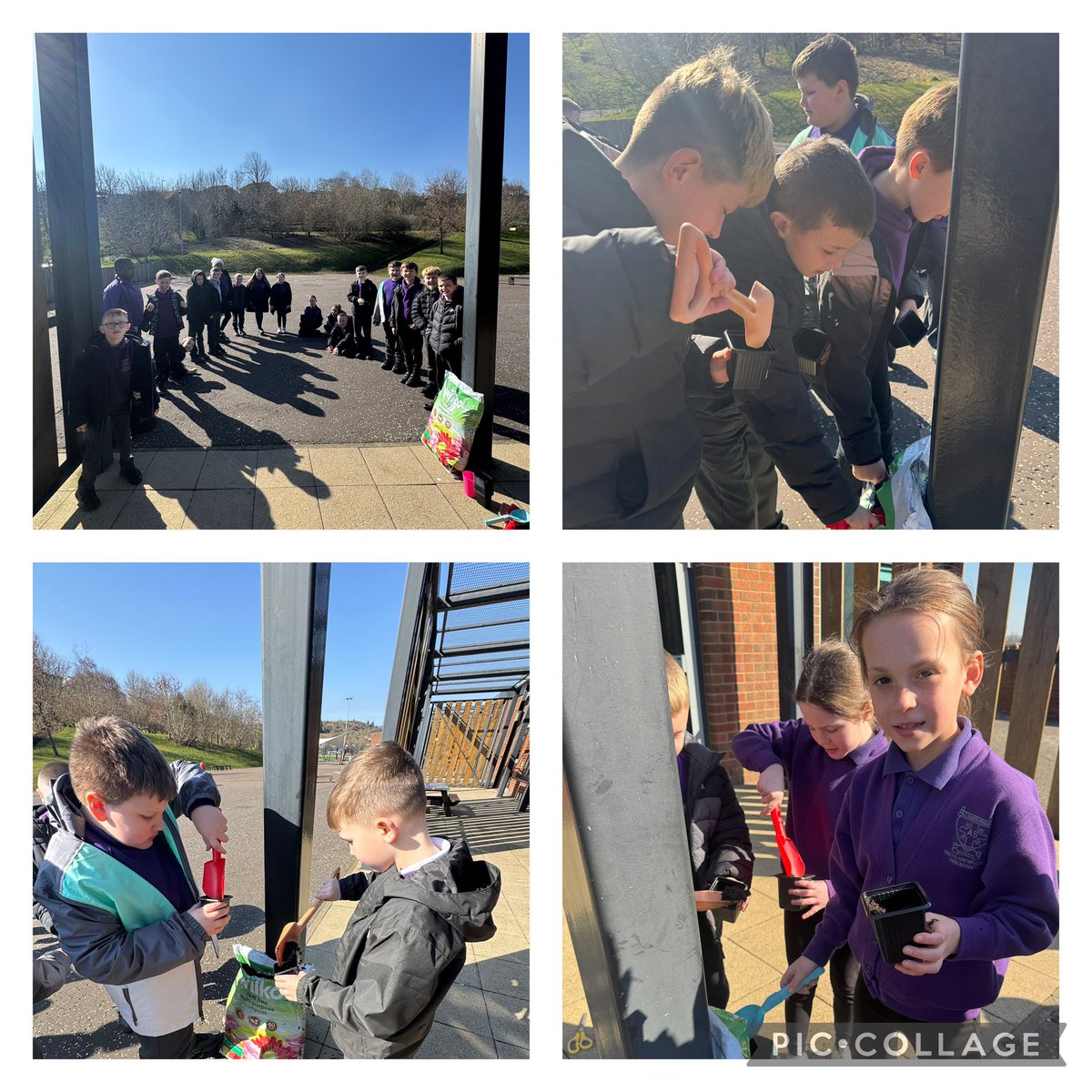 MissCInverclyde's tweet photo. In P4a we planted sunflower seeds and explored biodiversity in science. Learning about nature while having fun in the sun! What a great day! ☀️🌻 #Biodiversity #OutdoorLearning @ASPMissM @ASP180 https://t.co/mGTfJl1WoT