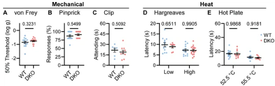 Lee O Vaasjo, PhD (@lvaasjo) on Twitter photo You'd think if you knocked out the endogenous opioid pathway- you'd see a difference in pain response. NOPE ....
<a href="/eLife/">eLife - the journal</a>: Pain persists in mice lacking both Substance P and CGRPα signaling doi.org/10.7554/eLife.… You'd think if you knocked out the endogenous opioid pathway- you'd see a difference in pain response. NOPE ....
<a href="/eLife/">eLife - the journal</a>: Pain persists in mice lacking both Substance P and CGRPα signaling doi.org/10.7554/eLife.…