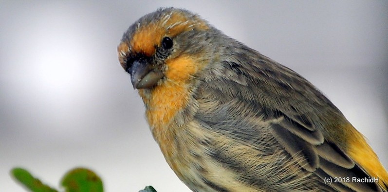 rachidH's tweet photo. #Male #YellowHouseFinch #Finch #Carpodacus #Cmexicanus #Haemorhous #Hmexicanus #Roselin #RoselinFamilier #NorthBeach #SanFrancisco #SanFran #SFO #California #CA #Ornithology

Rachid H shared a photo with you from the Flickr app! Check it out:
https://t.co/dfjfyLV8VF https://t.co/9nMR5McTzf