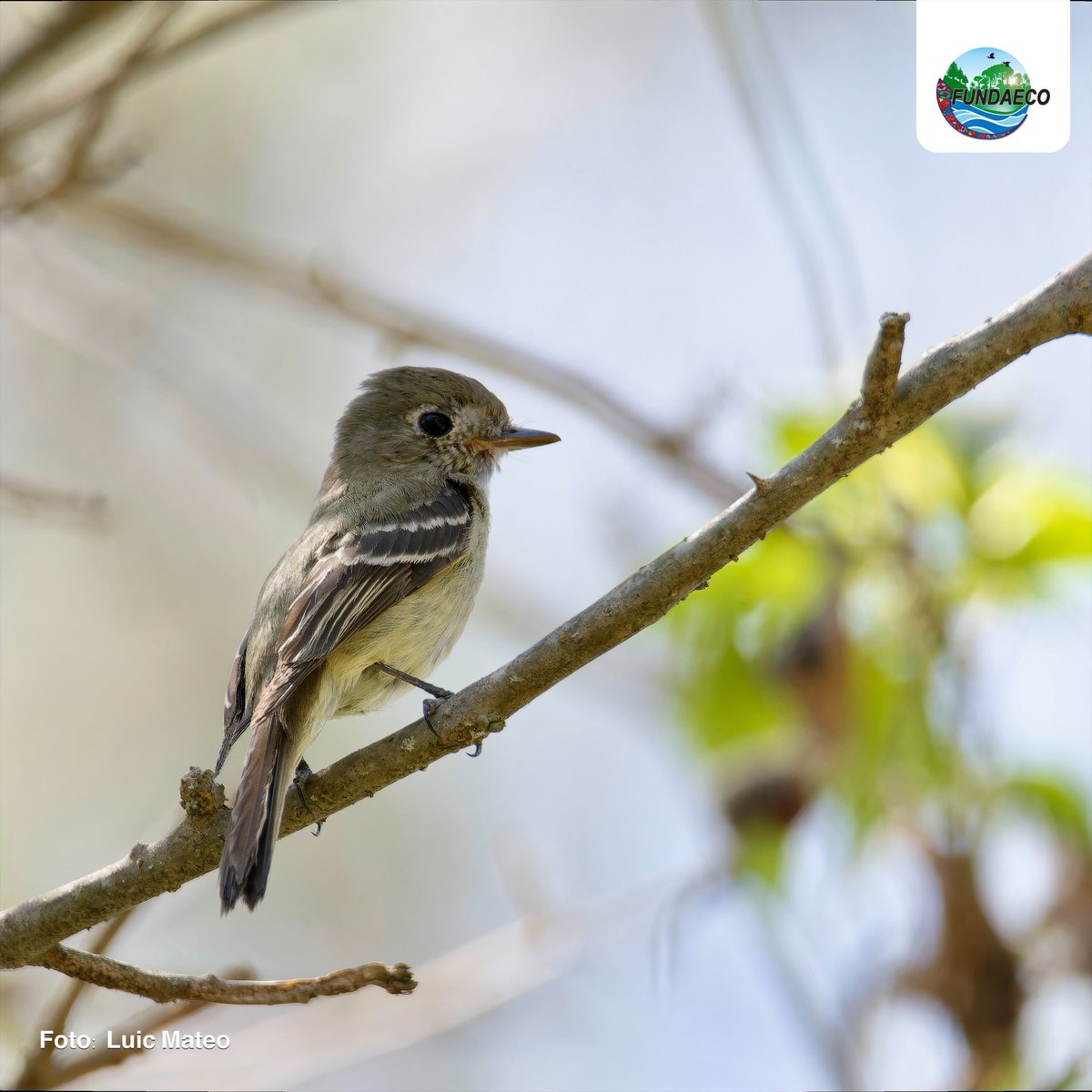 FUNDAECO (@fundaecoguate) on Twitter photo 🦜🔍 ¡Huehuetenango también se sumó al #CentroaméricaBIGDAY 2025!
🌳 Bosque Privado de Coníferas: 21 especies registradas.
🌿 Reserva Yal Unin Yul Witz: 25 especies registradas.
🔗 Álbum y nota completa: bit.ly/41Y4uMA <a href="/CATA_AgenciaCA/">CATA Centroamérica</a> 🦜🔍 ¡Huehuetenango también se sumó al #CentroaméricaBIGDAY 2025!
🌳 Bosque Privado de Coníferas: 21 especies registradas.
🌿 Reserva Yal Unin Yul Witz: 25 especies registradas.
🔗 Álbum y nota completa: bit.ly/41Y4uMA <a href="/CATA_AgenciaCA/">CATA Centroamérica</a>