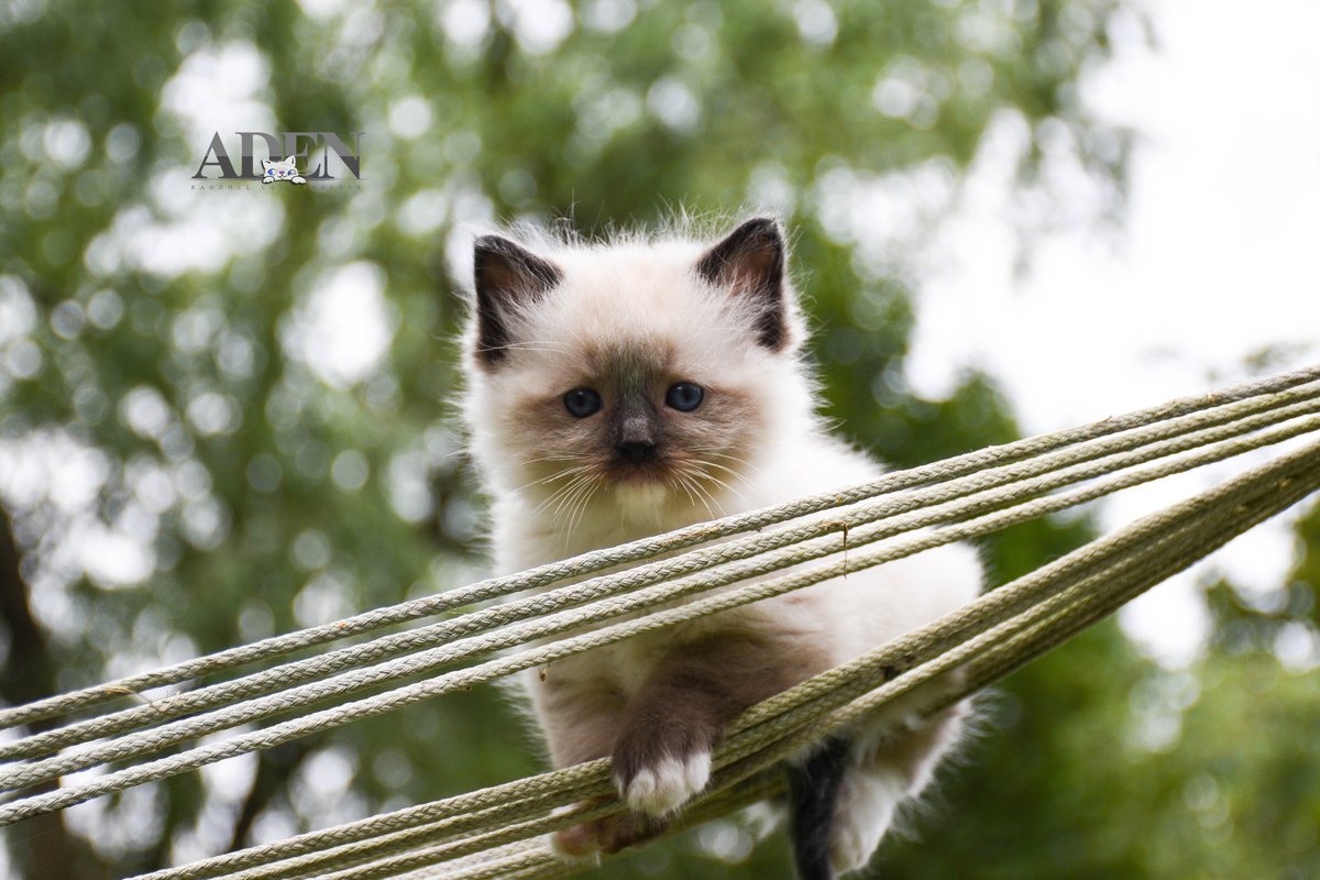 adenragdoll's tweet photo. Top TICA Registered Ragdoll Cats breeder in Ontario Canada offering you unique Ragdoll Kittens.
https://t.co/uMvXdXY5hP https://t.co/JReDR4WGjV