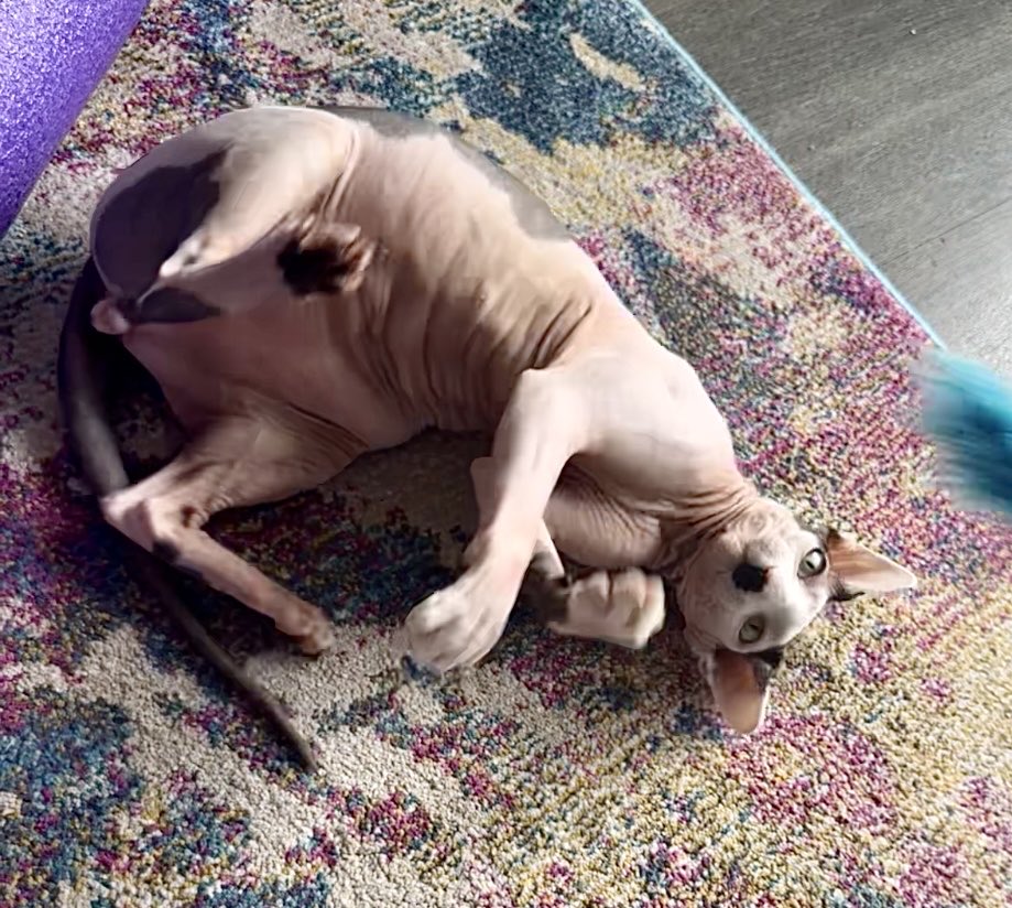 ignore this my tablet isn’t letting me send shit to it