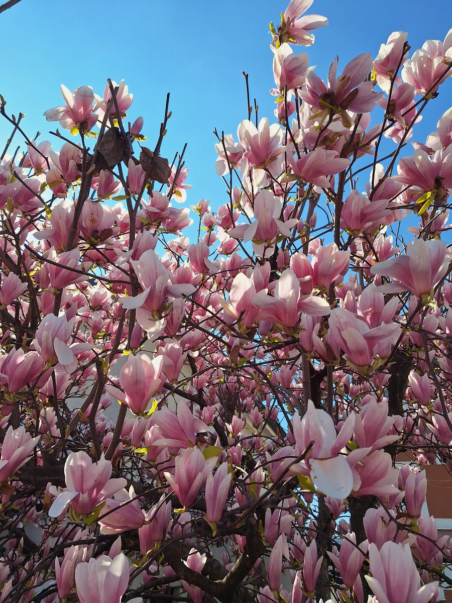 Playing the glad game today (Pollyanna, anyone?) and a blossomed Magnolia seemed like a good place to start.