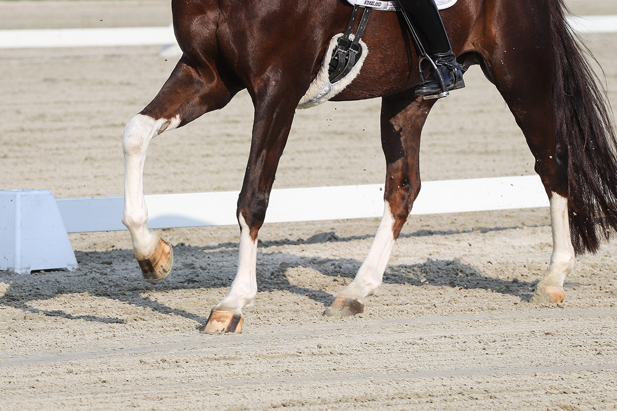 An equine sports medicine expert describes her ideal rehab plan for sport horses with soft tissue injuries and solutions for managing the uncompliant patient. Read more from <a href="/thehorse/">The Horse</a> here: hubs.la/Q03bQ2qv0