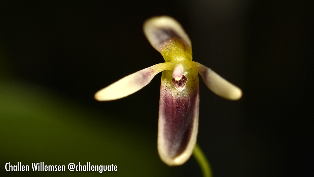 A Tiny Orchid with a Fierce Name: Pleurothallis crocodiliceps 🐊🌿

Despite its fearsome name, Pleurothallis crocodiliceps is a delicate and fascinating orchid. This miniature epiphyte, found in the tropical forests of Central and South America, produces flowers that resemble