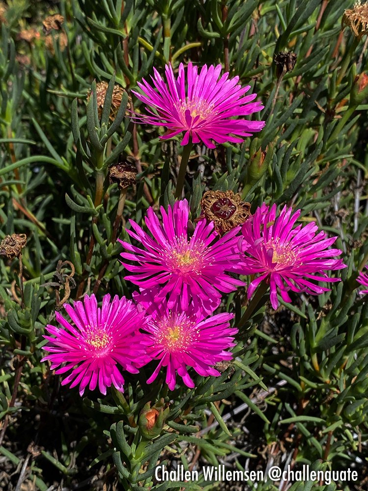 A Burst of Color: Lampranthus spectabilis 🌸☀️

When Lampranthus spectabilis is in bloom, it’s impossible to ignore! This striking succulent, also known as the trailing ice plant, dazzles with its bright, daisy-like flowers in shades of pink, purple, and orange. Native to South