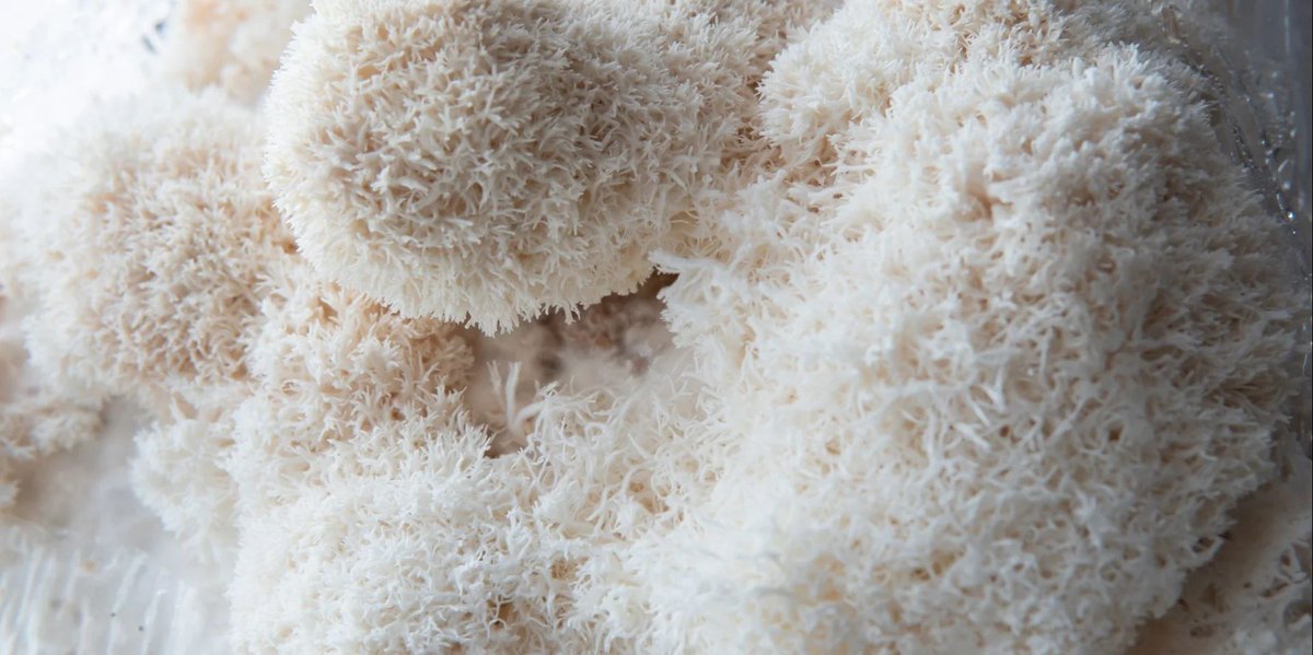 Sempera Organics tweet media