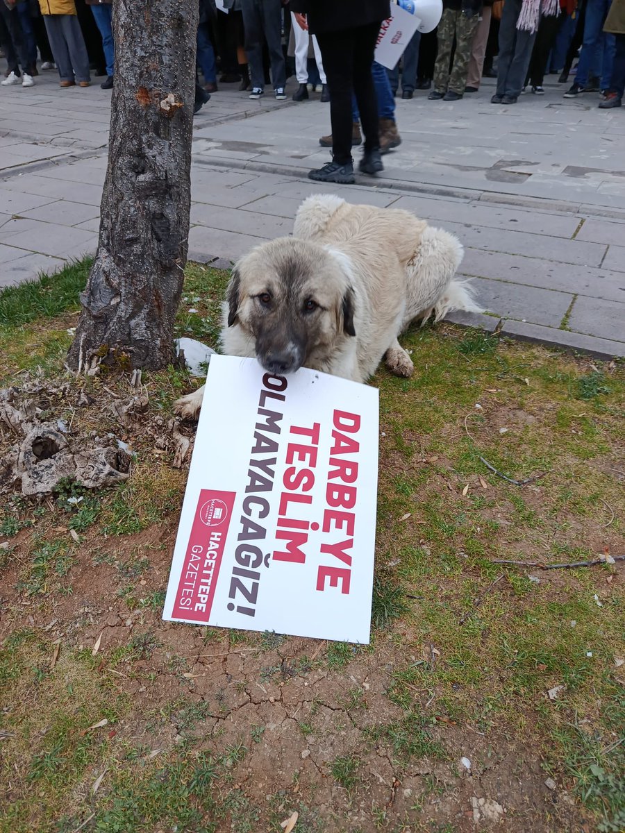 Canı yanan adaletsizliğe uğrayan sadace insanoğlu değildi .. 

#sokak