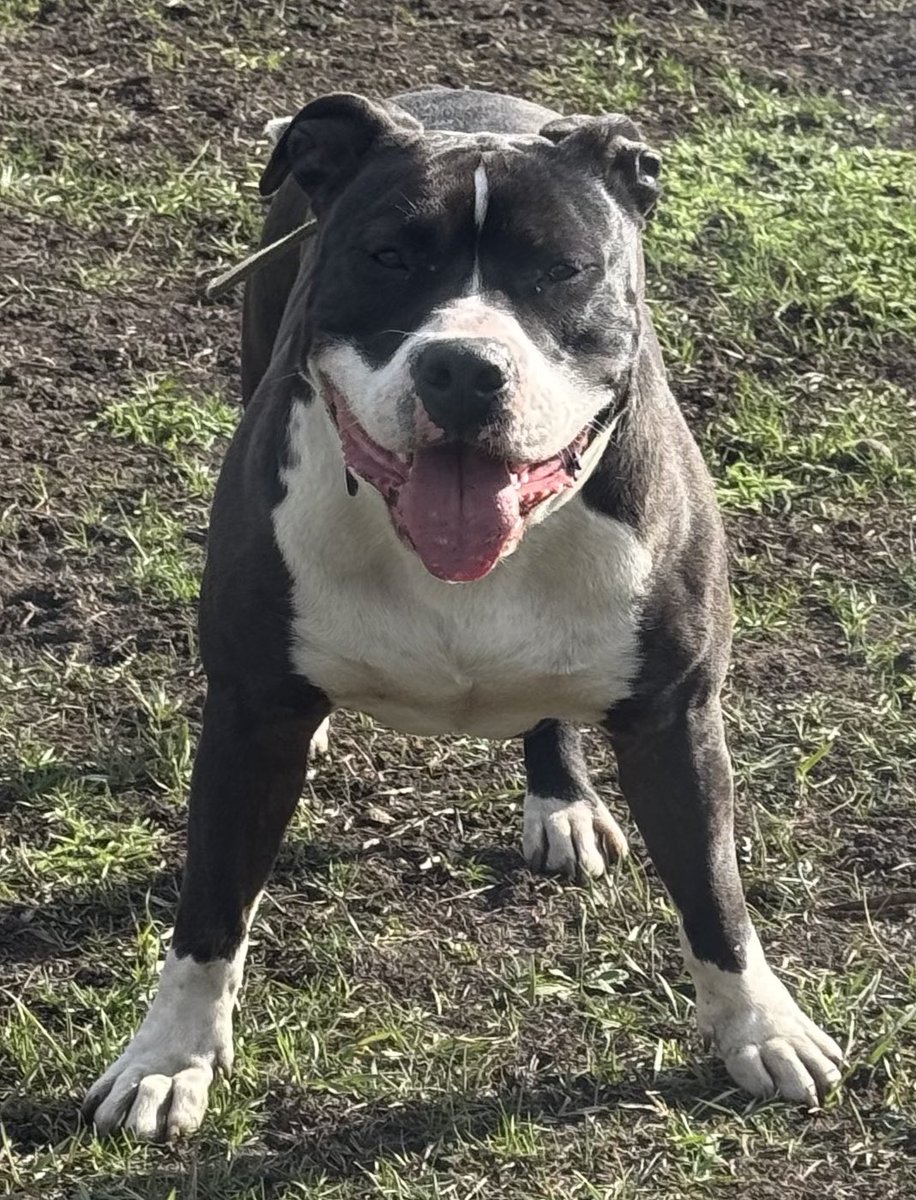 Шановна громада, прошу вашої допомоги. Цьому пану ми знайшли новий дім, бо обставини не дозволяють лишити його у мене. Треба допомога з доставкою цього красеня до сумської області. Я вірю у силу тві. Цей красень виграв квиток у щасливе життя, поможіть йому доїхати.
Ретвіт💙💛