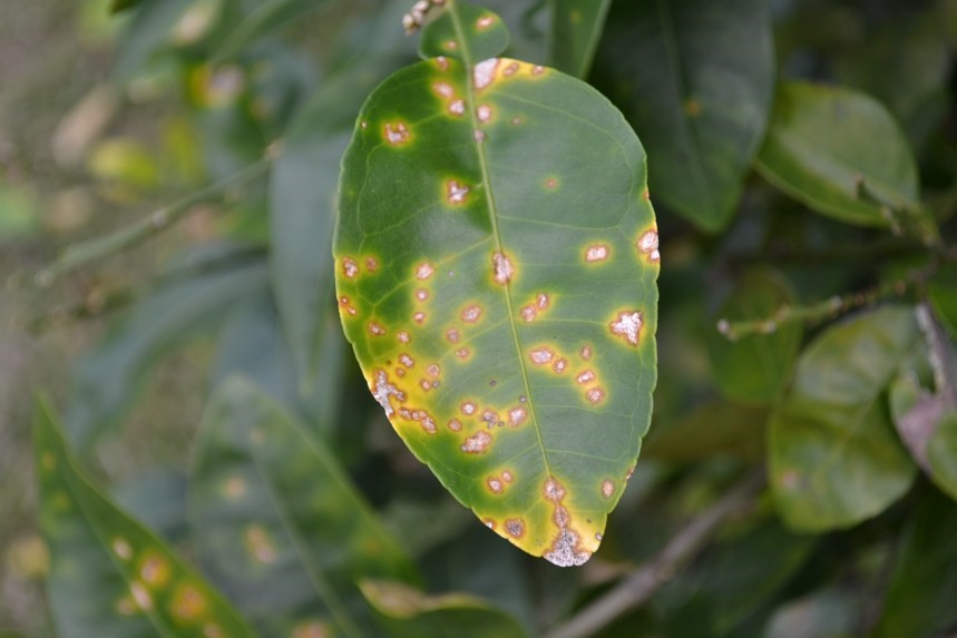 UF/IFAS Citrus REC (@ufifascitrusrec) on Twitter photo Tip of the Week: Reduce Fruit Drop From Citrus Canker tinyurl.com/2s3amv5k <a href="/UFPlantPath/">UF/IFAS Plant Pathology Department</a> Tip of the Week: Reduce Fruit Drop From Citrus Canker tinyurl.com/2s3amv5k <a href="/UFPlantPath/">UF/IFAS Plant Pathology Department</a>