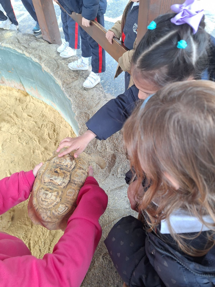 The Yr. 4 students have had a fantastic day at The Granja Escuela de los Cuentos, where they embarked on an exciting journey through the four seasons of the year. They learned about how animals behave and adapt to each season, discovering fascinating facts about nature's cycles.