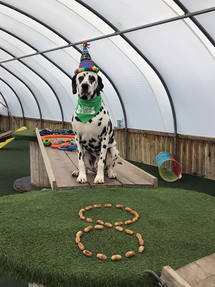 TrailsAndAlesUK's tweet photo. Amongst all the #BM100 tracking and @hardestgeezer suspicious activities it’s been my No.1 running buddies birthday 🥳 

Happy 8th Birthday to Rio, makes up majority of my easy runs week in week out. 🐕 🏃🏻‍♂️ #dogspam https://t.co/vkDxwATwU9