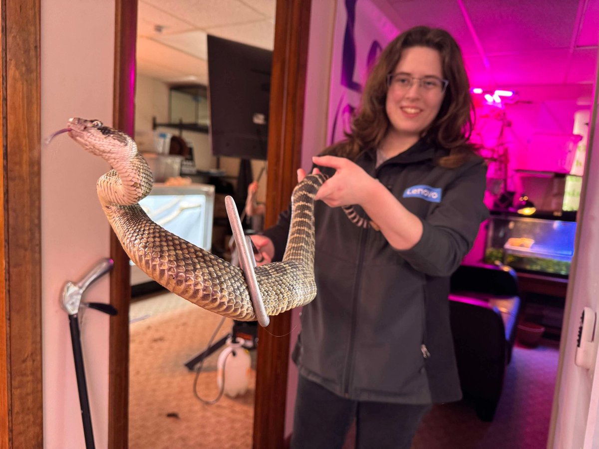 LGrandrapids's tweet photo. The Lenovo jacket made an appearance while getting some handling time in with some of my friend’s rattlers 🐍

*These are not defanged or venomoid. Do not attempt without formal training and/or a mentor.

#premiumSTARS #wearelenovo https://t.co/Ea2l3MxKGN