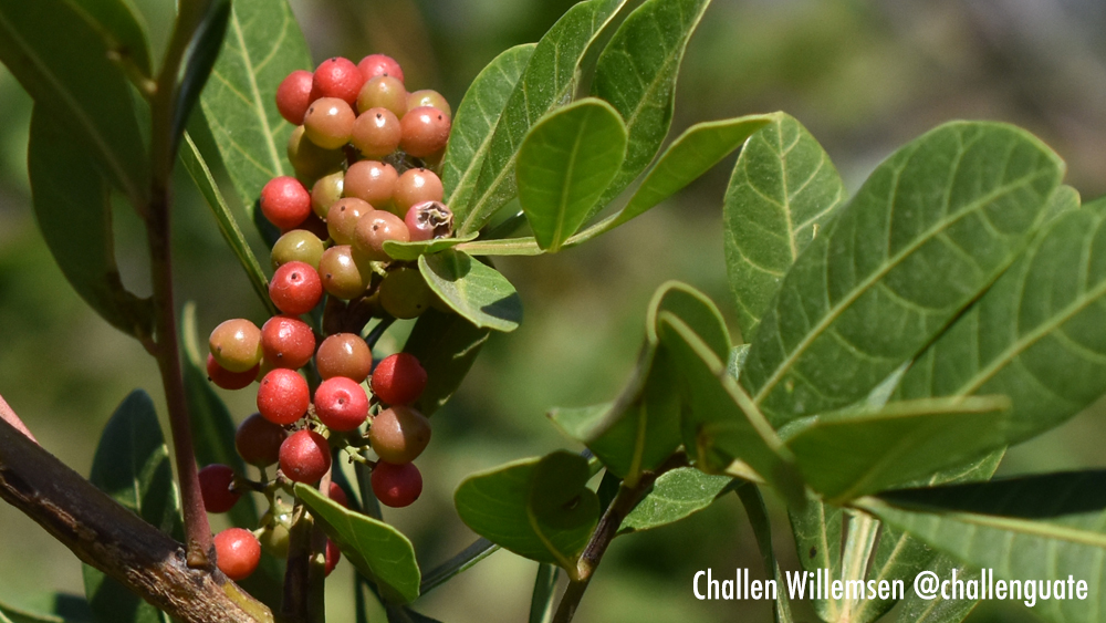 The Brazilian Pepper Tree: Schinus terebinthifolia 🌿🌸

Native to South America, Schinus terebinthifolia, commonly known as the Brazilian Pepper Tree, is a hardy, fast-growing tree known for its vibrant red berries and glossy green leaves. While its beauty is undeniable, this