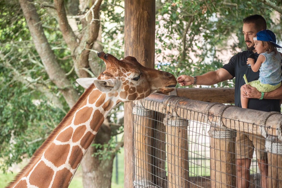 City of Jacksonville (@cityofjax) on Twitter photo The secret is out ๐ฆ Congratulations to the <a href="/jacksonvillezoo/">Jacksonville Zoo and Gardens</a> for being named the No. 4 Best Zoo in the Nation by USA TODAY in their 10Best Readers' Choice Awards! Thank you to everyone who voted.
๐ธ: Jacksonville Zoo & Gardens The secret is out ๐ฆ Congratulations to the <a href="/jacksonvillezoo/">Jacksonville Zoo and Gardens</a> for being named the No. 4 Best Zoo in the Nation by USA TODAY in their 10Best Readers' Choice Awards! Thank you to everyone who voted.
๐ธ: Jacksonville Zoo & Gardens