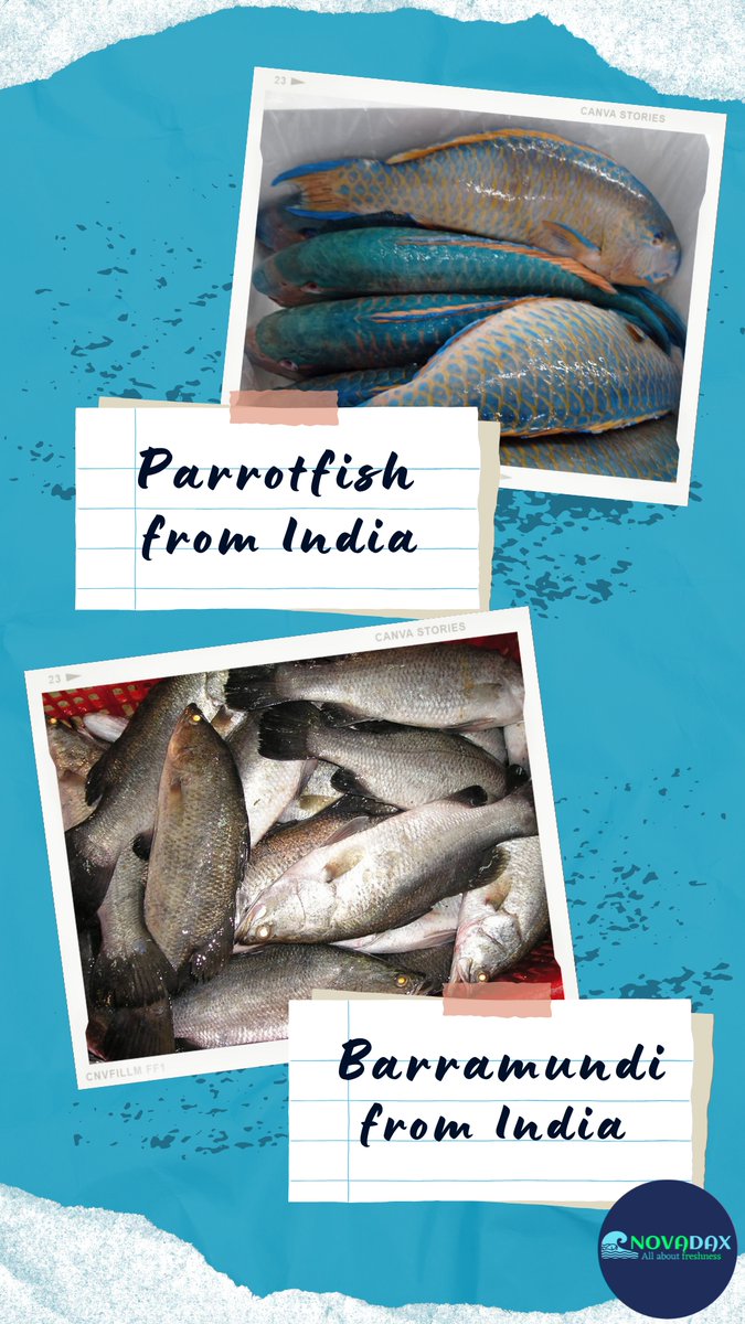 NovadaxSeafood's tweet photo. We are offering >> #seafood #parrotfish #salmon #barramundi #yellowfintuna #tilapia #vannamei #novadaxseafood https://t.co/dmOjjgS2iE