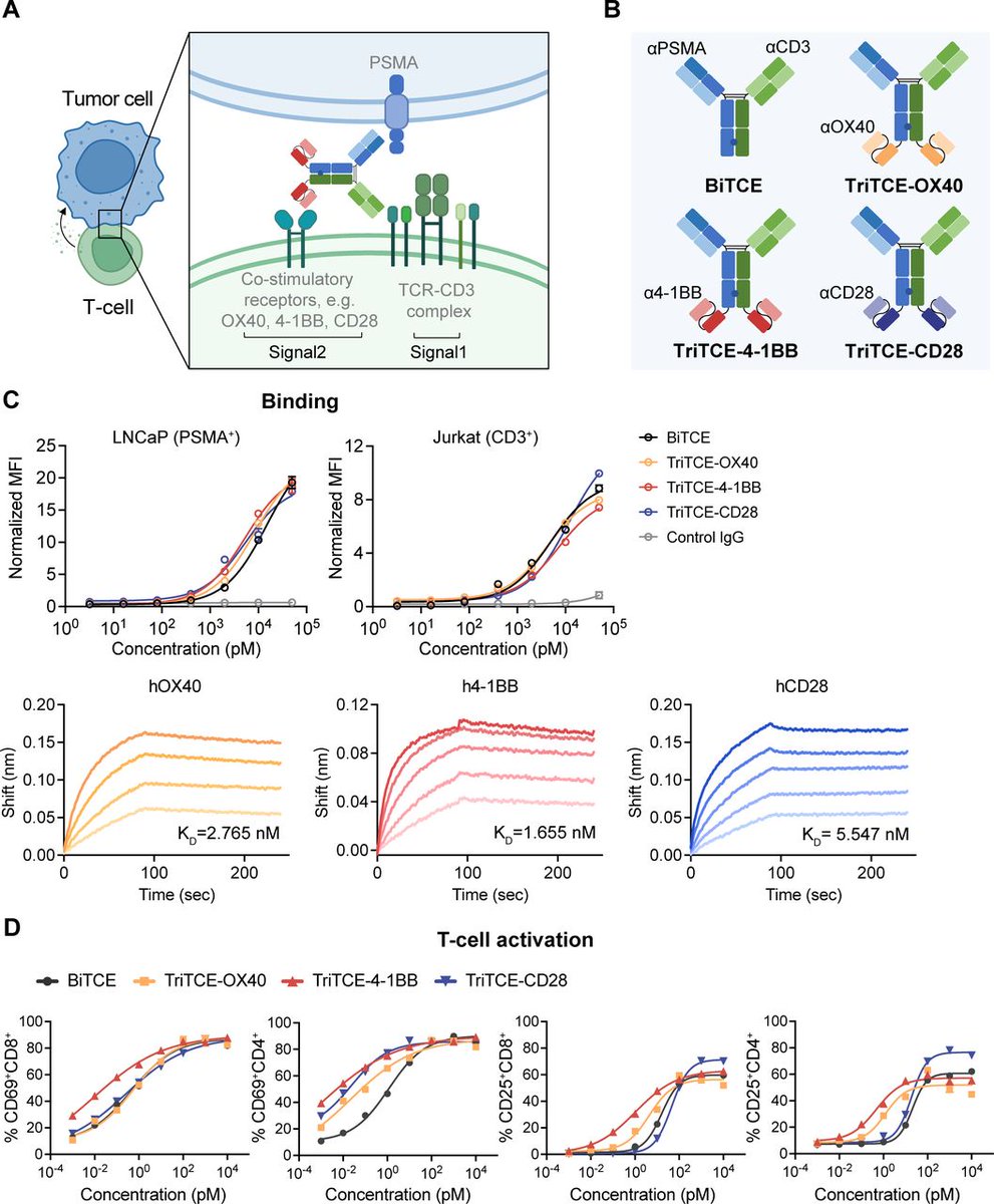 New #JITC article: Leveraging T cell co-stimulation for enhanced therapeutic efficacy of trispecific antibodies targeting prostate cancer bit.ly/3FCAiiD